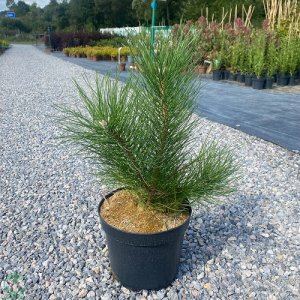Borovica čierna (Pinus nigra)  - výška 30-50 cm, kont. C5L